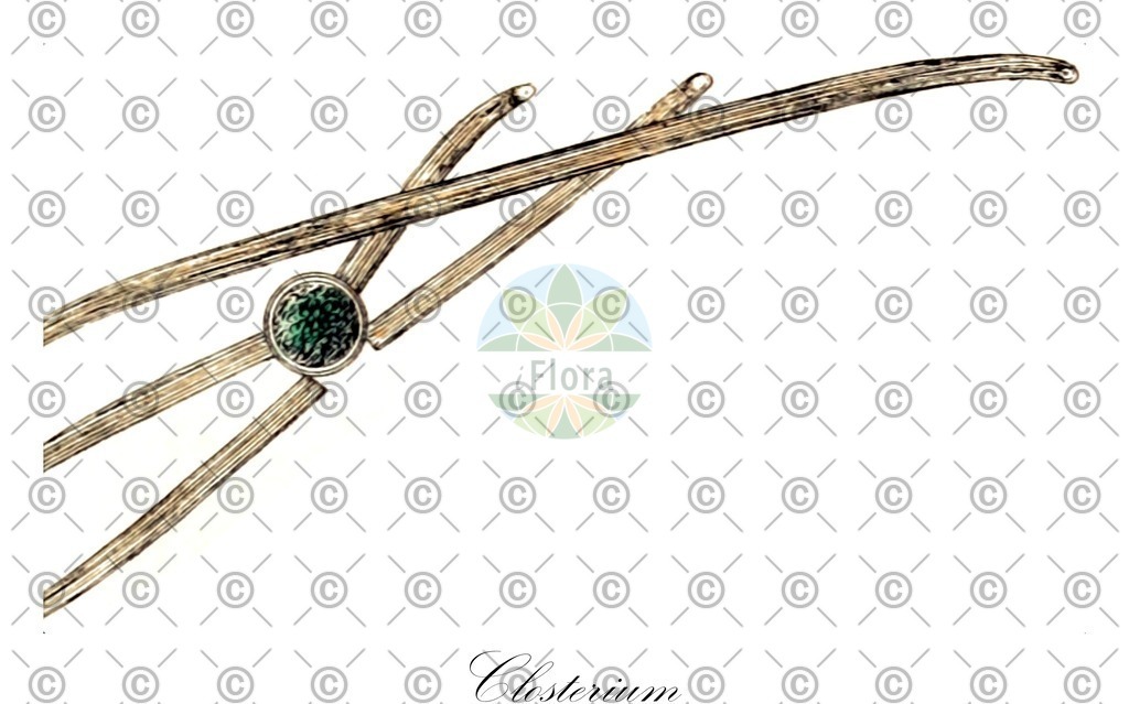 HistAbb_3R7G_3_ENZY_Simple | Historische Abbildung von Closterium - Closteriaceae (0) | Historical Illustration of Closterium - Closteriaceae (0)