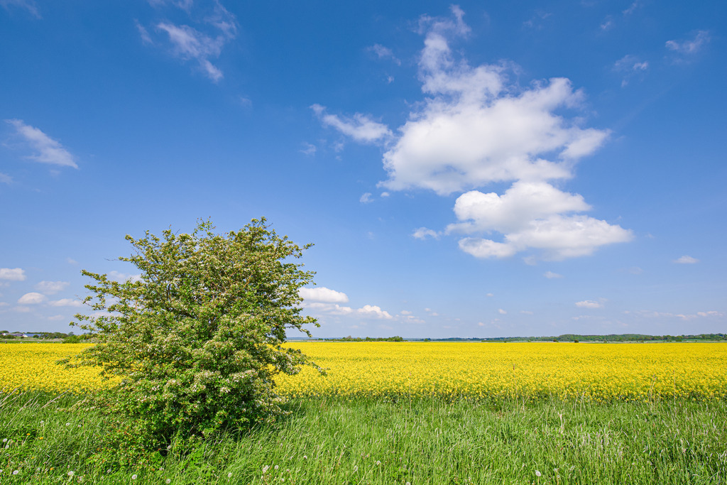 Weißdorn vor Rapsfeld | Frühling an der Westküste von Schleswig-Holstein, im Kreis Dithmarschen. Ein Weißdorn-Busch steht vor einem leuchtend gelben Rapsfeld. Im Kontrast dazu leuchtet der blaue Himmel mit stimmungsvollen, weißen Wolken. - Realisiert mit Pictrs.com