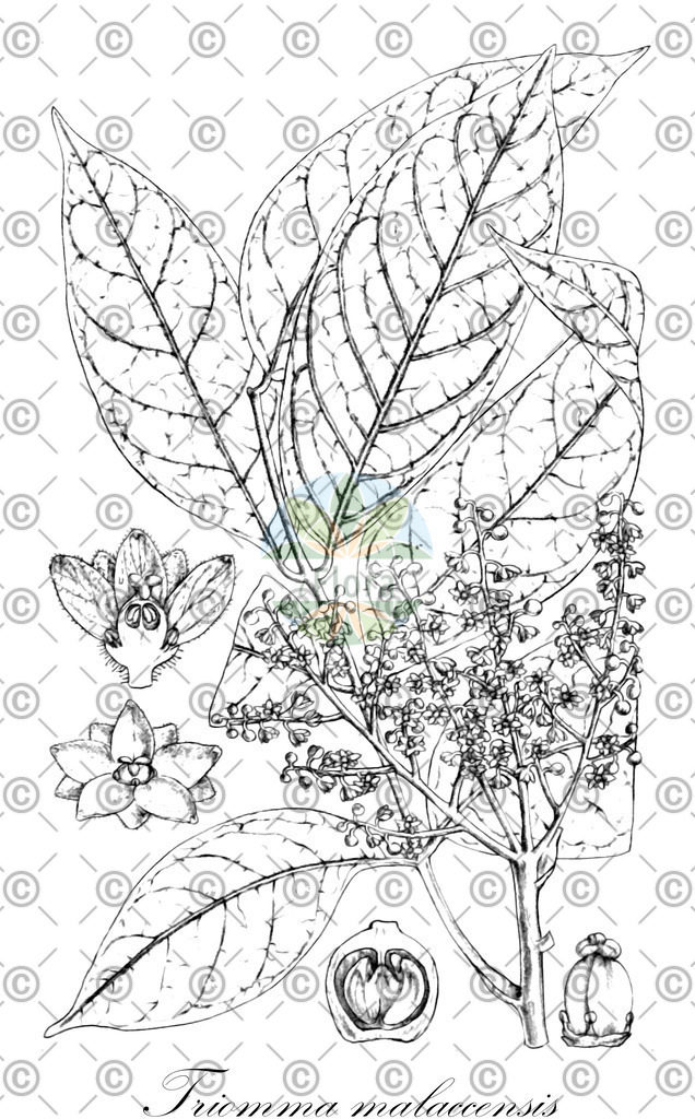 HistAbb_wfo-0001290677_2_ENZY_Simple | Historische Abbildung von Triomma malaccensis - Burseraceae | Historical Illustration of Triomma malaccensis - Burseraceae