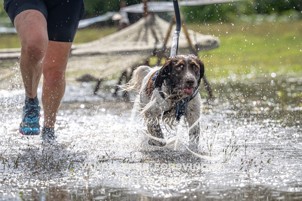 1334_ZZ90165 | kk-dogfotos