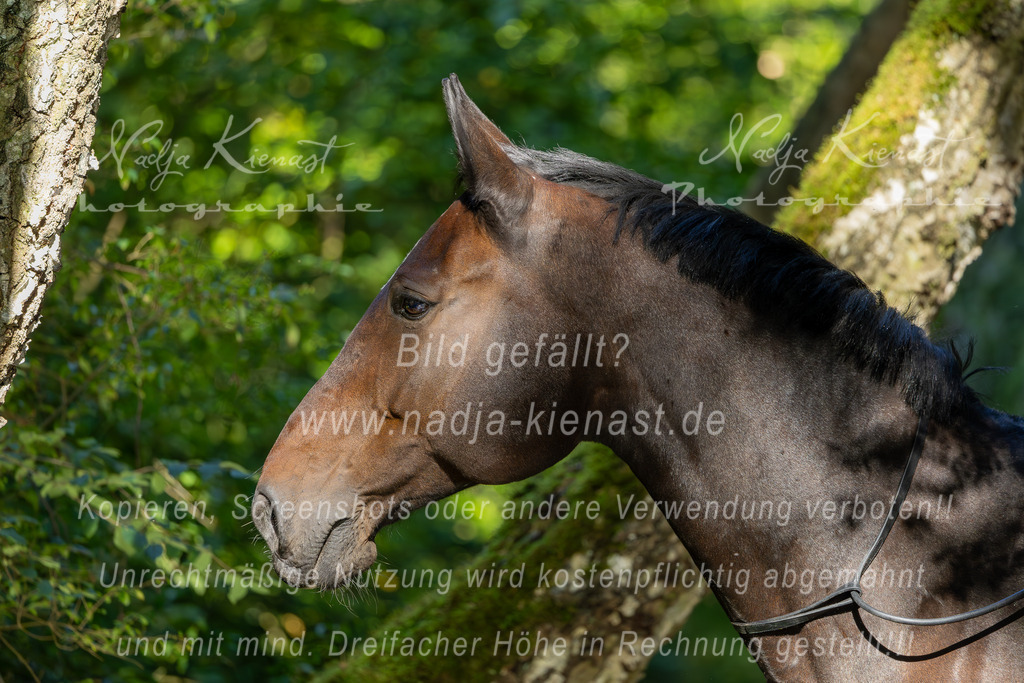 Auswahl_Photographie_Nadja_Kienast__IE_8607-Verbessert-RR | Ich biete Ihnen einzigartige und individuelle Fotoshootings mit Ihren Tieren.
In individuellen Coachings lernen Sie, wie sie von Ihrem Pferd, Ihrer Katze, Ihrem Hund oder einfach Ihrem persönlichen Lieblingstier eindrucksvolle Fotos machen können.