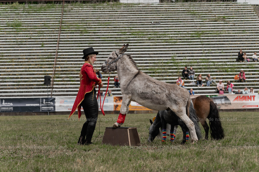 Showprogramm-260 | working equitationturnier fotograf videograf stoibphotography marixx film working equitation deutschland reitsport turnierfotografie eventfotografie equestrian events
