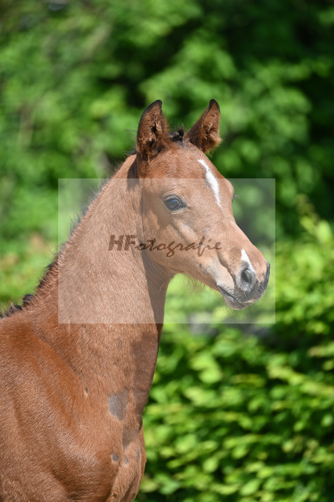 Kat-Nr. 5 HF Esmeraldo_Haarmann_15230048 | hf-fotografie - Realizzato con Pictrs.com