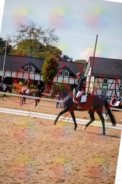 2026_10_03_Siefer-Hof_133517_Z63_94853709 | Professionelle Reitsport-, Turnier- und Eventfotografie von Robert Broda. Galerien mit ausgewählten und bearbeiteten Bildern direkt online ansehen und bestellen.