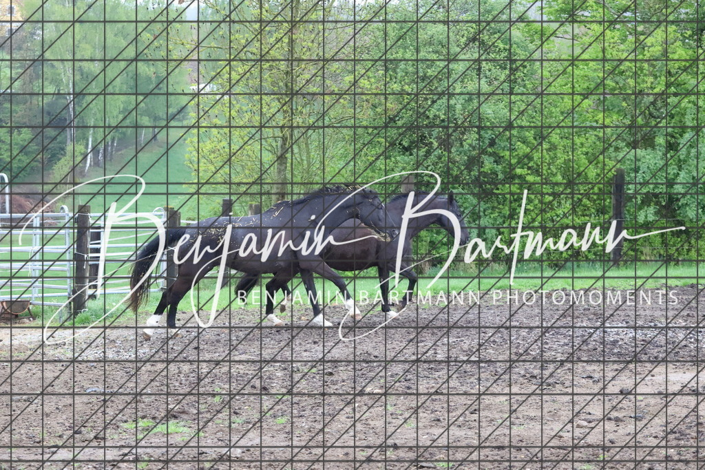 IMG_4246 | Benjamin Bartmann Photomoments