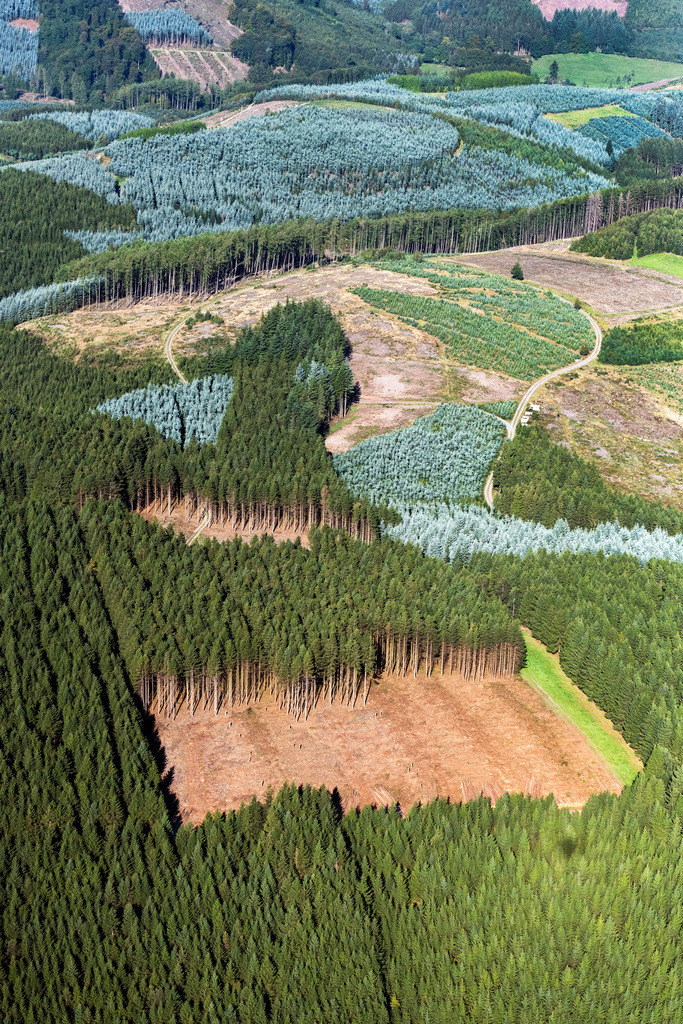 dr__0202786.jpg | SUNDERN (SAUERLAND) 07.09.2023 Forstgebiete in einem Waldgebiet in Sundern (Sauerland) im Sauerland im Bundesland Nordrhein-Westfalen, Deutschland. 