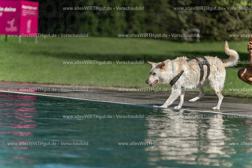 Hundeschwimmen_Volksbad_2026-allesWIRTHgut_Tierfotografie-2609061550-7R501949 | Professionelle Tierfotografie in Mönchengladbach von Daniel Wirth (allesWIRTHgut). Liebevolle & natürliche Bilder von Hunden & Katzen für unvergessliche Erinnerungen.