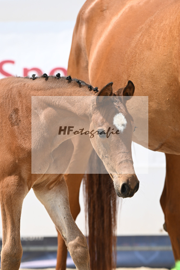 Cardento x Heartbreaker_SF_Wagner_12250840 | hf-fotografie - Realisiert mit Pictrs.com