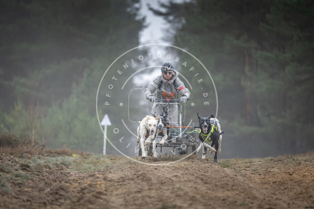 Pfotenfotografie_DV3A0415 | Hundefotografie, Tierfotograf, Pfotenfotografie, Fotoshooting Hund, Hunde Portrait, Hundesport, Hundeportraits, Heideshooting, Hunde, Sportfotograf, Hundefotograf, Turnierhundsport, THS,  - Realisiert mit Pictrs.com