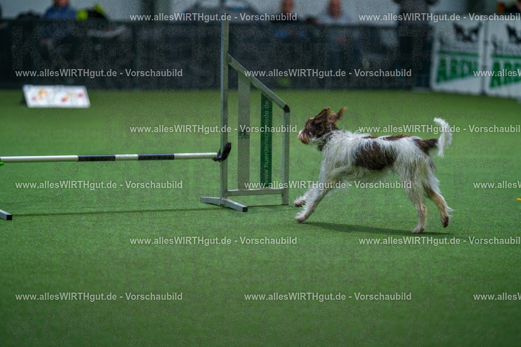 7R502205 | Professionelle Tierfotografie in Mönchengladbach von Daniel Wirth (allesWIRTHgut). Liebevolle & natürliche Bilder von Hunden & Katzen für unvergessliche Erinnerungen.