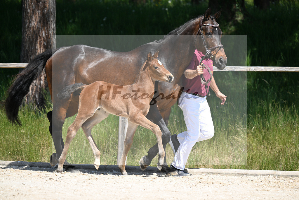 Sanvaro x Abke_HF_Neissendorfer_10250226 | hf-fotografie - Realizzato con Pictrs.com