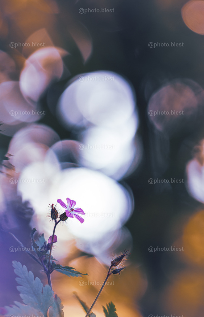 IMGC6244 | photobiest - Realisiert mit Pictrs.com