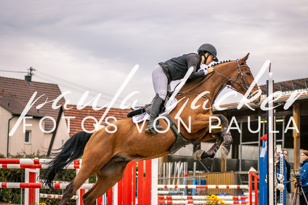 IMG_6217 | Erleben Sie dynamische Sport- und emotionale Tierfotografie in Süddeutschland mit Fotos von Paula. Spezialisiert auf Pferde- und Hundefotografie sowie Sportevents. Kontaktieren Sie mich für einzigartige und ausdrucksstarke Bilder Ihrer besonderen Momente.