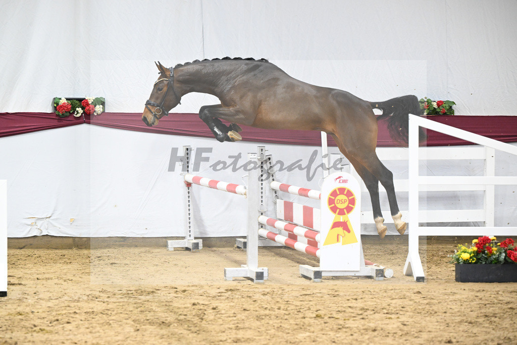 Kat-Nr. 79 Donthargos x Zacharov TN (Zippo)_Georg Wilbers Hengststation Ferienhof Stuecker_47252751 | hf-fotografie - Realisiert mit Pictrs.com