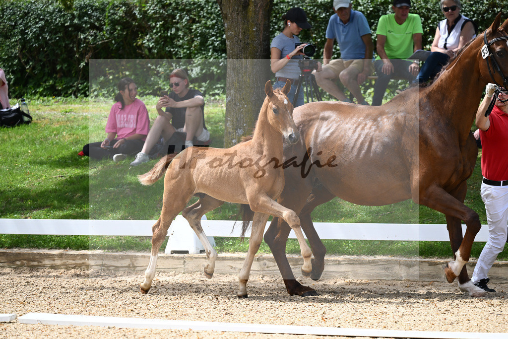 Kat-Nr. 33 HF DSP Va Bene x Rubinstein I_Hager_27230514 | hf-fotografie - Realisiert mit Pictrs.com