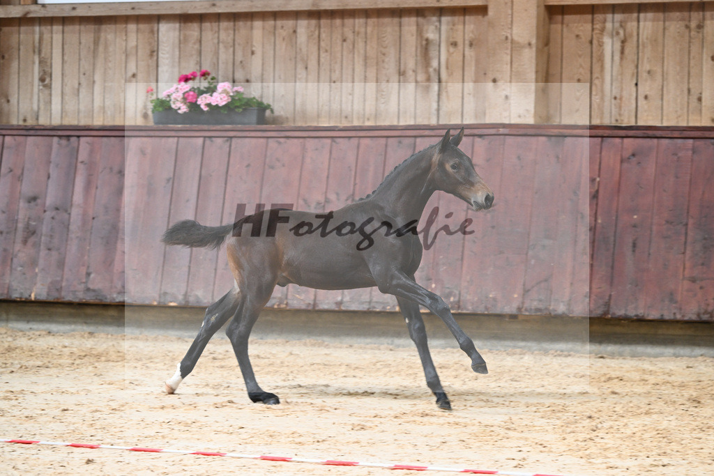 Kat-Nr. 12 HF Escaneno_Albert_26230136 | hf-fotografie - Realisiert mit Pictrs.com