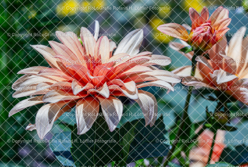 Dahlie. Lateinisch Dahlia pinnata Cav.. AUs der Familie der Asteraceae | Dahlie. Lateinisch Dahlia pinnata Cav.. AUs der Familie der Asteraceae - Realisiert mit Pictrs.com