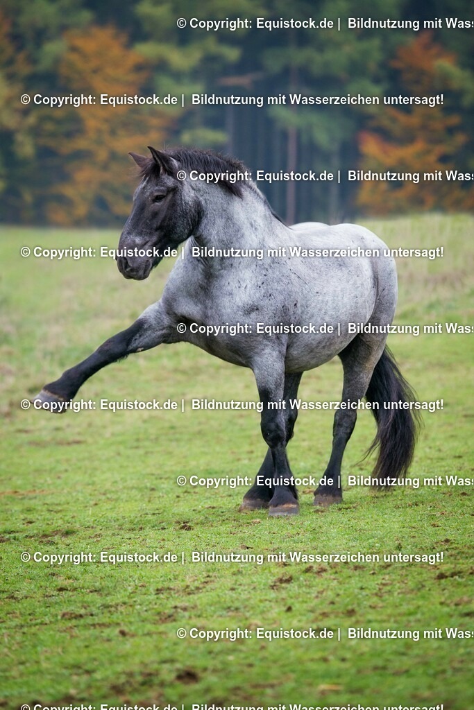 20151014_TOMsPiC_0301 | equistock