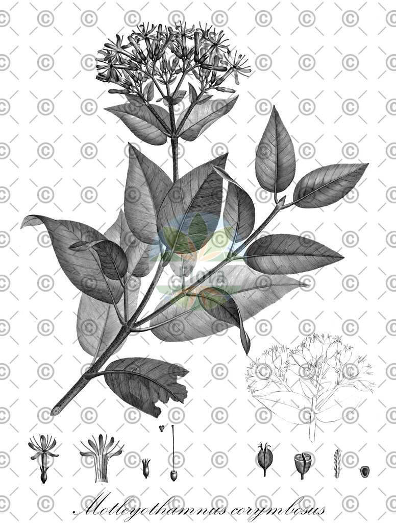 HistAbb_5VFD_1_ENZY_Simple | Historische Abbildung von Motleyothamnus corymbosus - Rubiaceae | Historical Illustration of Motleyothamnus corymbosus - Rubiaceae