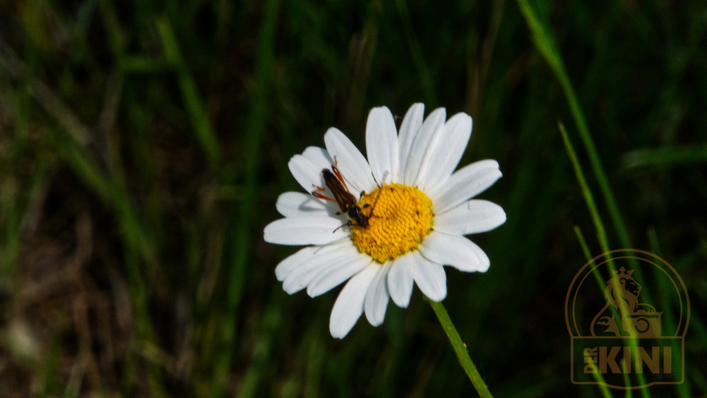 P1060254-1 | Foto, Natur, Tiere, Urlaub, Georgien,  - Realisiert mit Pictrs.com