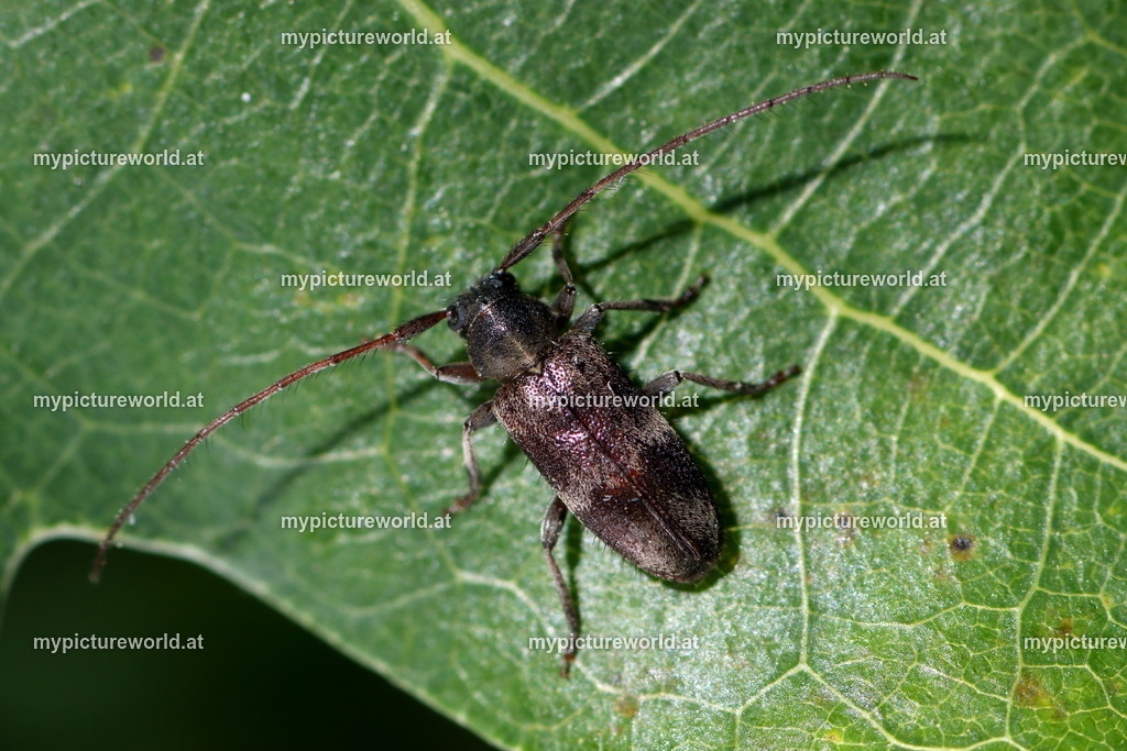Exocentrus lusitanicus-001 | Das Bilderarchiv über Tiere, Planzen und Landschaften. In der Bilddatenbank finden Sie ein große Auswahl an hochwertigen Bilder für Ihre Werbung - Realisiert mit Pictrs.com