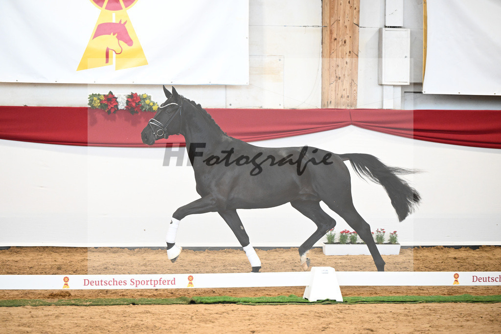 Kat-Nr. 33 Glamourdale x Vitalis_Beckmann_43231000 | hf-fotografie - Realisiert mit Pictrs.com
