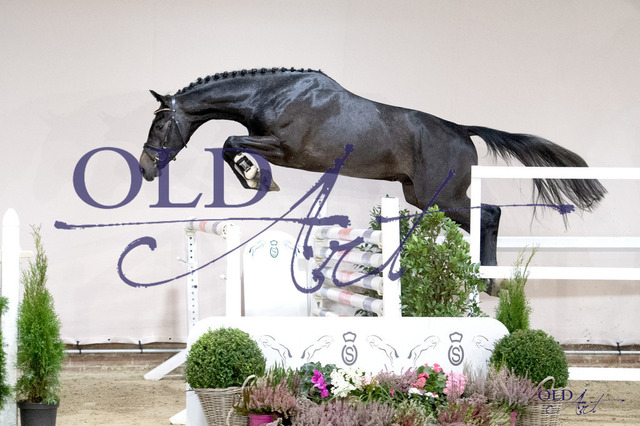 Von Holstein - Silvio I _ Landadel 28 DE418180521621 DSC_5244_s | <meta name="description" content="★Offizieller Merchandise und Foto-/Videostore des Oldenburger Verbandes.★ ✅Jetzt auch digital Ausdrucke erhältlich." />
<meta name="keywords" content="Merchandise Foto-/Videostore Oldenburger Verband Photographie 