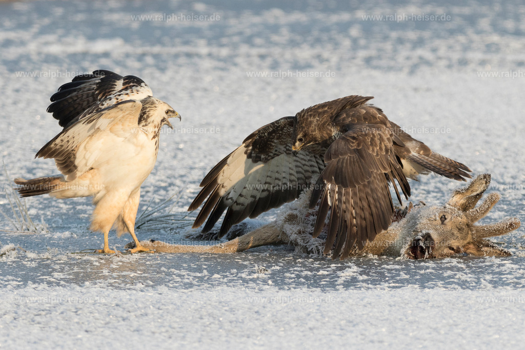 _56A1294 | Wandbilder, Bilder, Fotograf in Marburg, Tierbilder, Wandfotos, Bilder Shop, Günstige Bilder, Schwarz-Weiß Bilder, Ralph Heiser