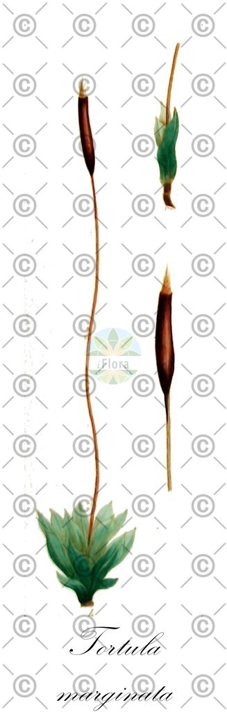 HistAbb_wfo-0001143439_1_ENZY_Simple | Historische Abbildung von Tortula marginata - Pottiaceae | Historical Illustration of Tortula marginata - Pottiaceae
