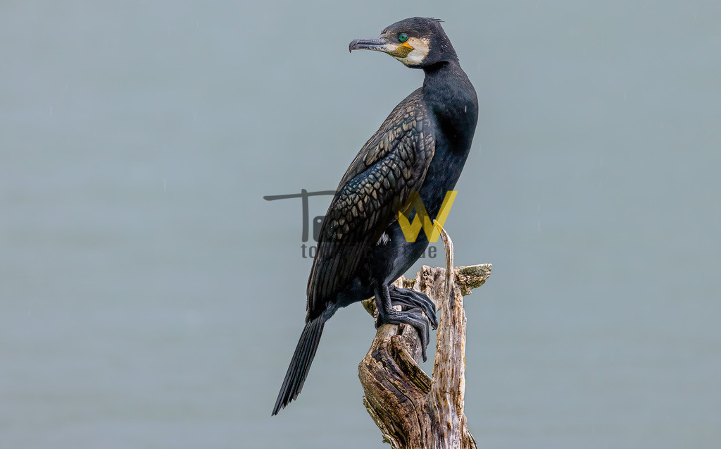 Ein Kormoran auf einem großen Ast im Portrait----Stuttgart | Hochauflösende und hochwertige Bilder und Fotos.Kommerzielle oder private Nutzung ✔ Bilder downloaden✔ Acryl ✔ Leinwand ✔ Poster ✔
 - Realisiert mit Pictrs.com