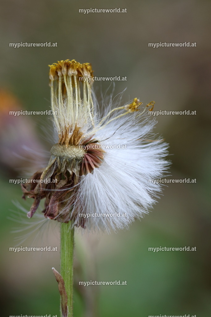 Huflattich-009 | Das Bilderarchiv über Tiere, Planzen und Landschaften. In der Bilddatenbank finden Sie ein große Auswahl an hochwertigen Bilder für Ihre Werbung - Realisiert mit Pictrs.com