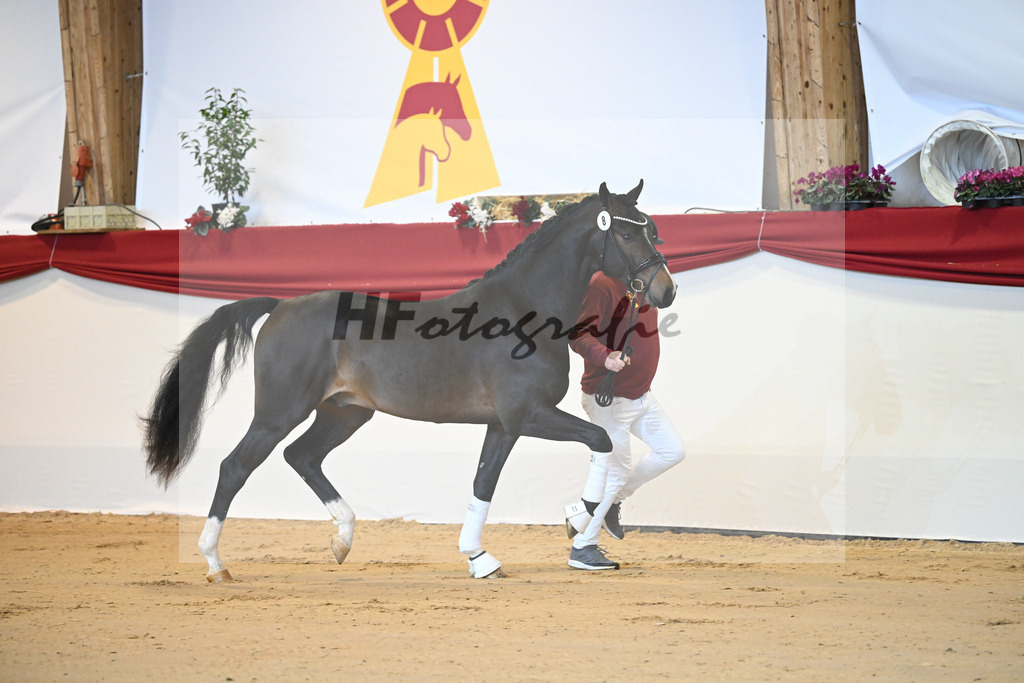 Kat-Nr. 8 Chaccos Son II_Schulze Averdiek_1231134 | hf-fotografie - Realisiert mit Pictrs.com