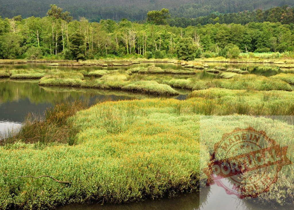 Wetland landscape with green marsh plants reflecting forest. Galicia - Spain | Green marsh plants flourish in a tranquil wetland ecosystem with forest reflections on water - Realized with Pictrs.com