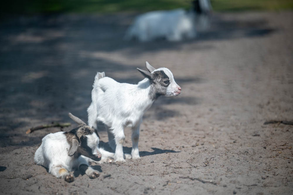 Safariland Stukenbrock, Deutschland | Die schönsten Bilder für Ihre Räume online bestellen! In unseren Bildergalerien findet Sie alles was es für Ihre Räume braucht. Lassen Sie sich überraschen ☺️ - Realisiert mit Pictrs.com