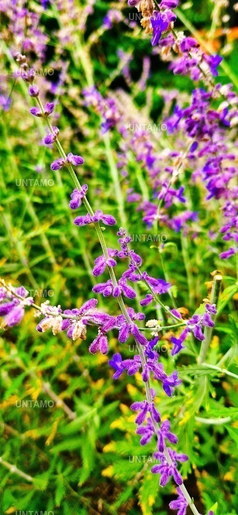Wilder Lavendel | untamo - Realisiert mit Pictrs.com
