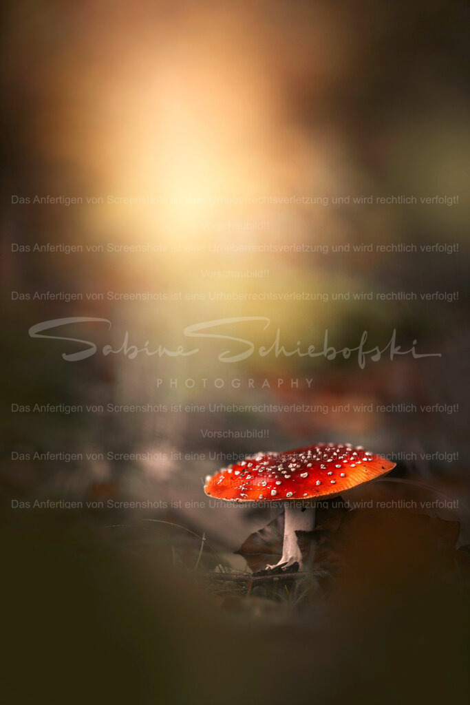 Magischer Herbst | People- und Tierfotografie, Imageaufnahmen, Veranstaltungsfotografie und Wandbilder aus der Natur ★ Made in Germany ✔️ Druck + Downloads ✔️ Naturfotografie in Top Qualität ★ schneller Versand, weltweite Lieferung! - Realisiert mit Pictrs.com