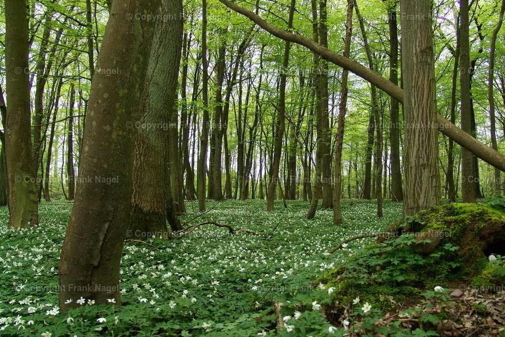 Wälder auf Rügen mit blühenden Anemonen | Die Buchenwälder schmücken sich im Frühjahr mit flächendeckenden Anemonen, den Buschwindröschen - Realisiert mit Pictrs.com