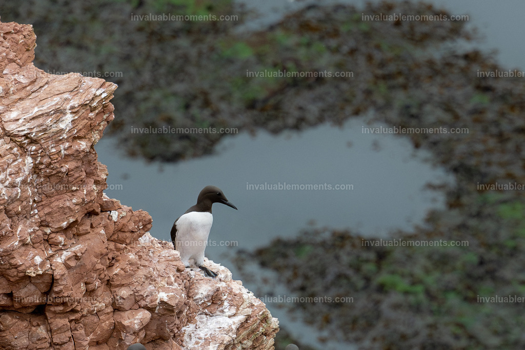 DSC_7290-Verbessert-RR | invaluablemoments.com - Realisiert mit Pictrs.com