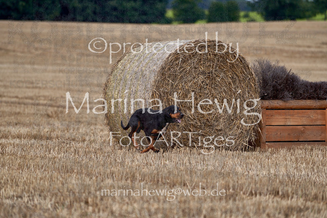 08-23 Bredeneek Jagd_MCH8849_Marina Hewig | Fotografie, FotoArt, PferdesportArt, Pferdesportfotografie, Landschaftsfotografie, Reisefotografie, Reise, Pferde - Realisiert mit Pictrs.com