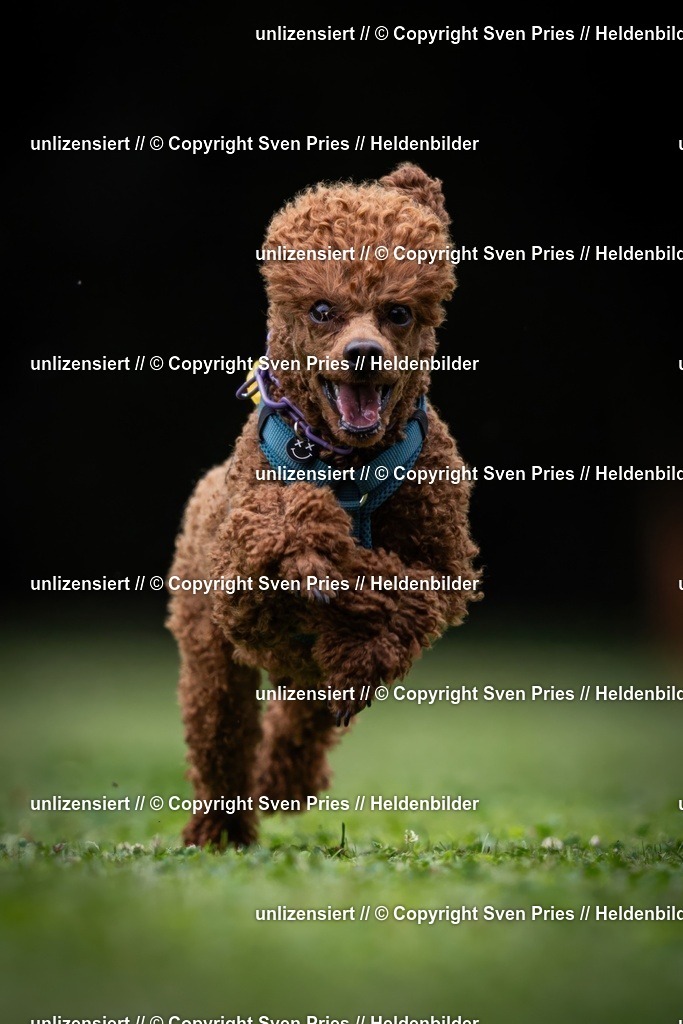 Sven Pries | 19. Allgemeines Hunderennen Karlsruhe Durlach - Realisiert mit Pictrs.com