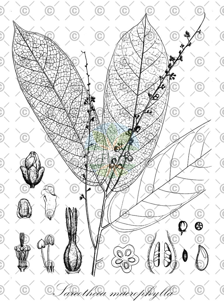 HistAbb_wfo-0000747125_1_ENZY_Simple | Historische Abbildung von Sarcotheca macrophylla - Oxalidaceae | Historical Illustration of Sarcotheca macrophylla - Oxalidaceae