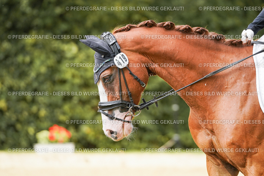 DSC03099 | Pferdegrafie