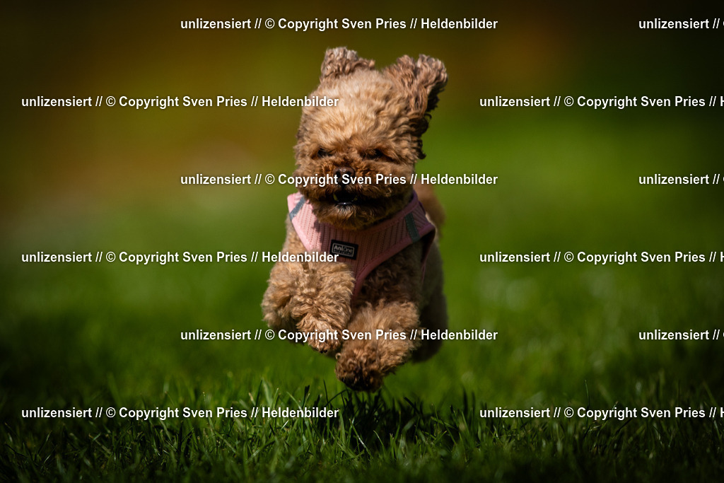 Sven Pries | 2025-04-13 - Hunderennen Baden-Baden - Realisiert mit Pictrs.com