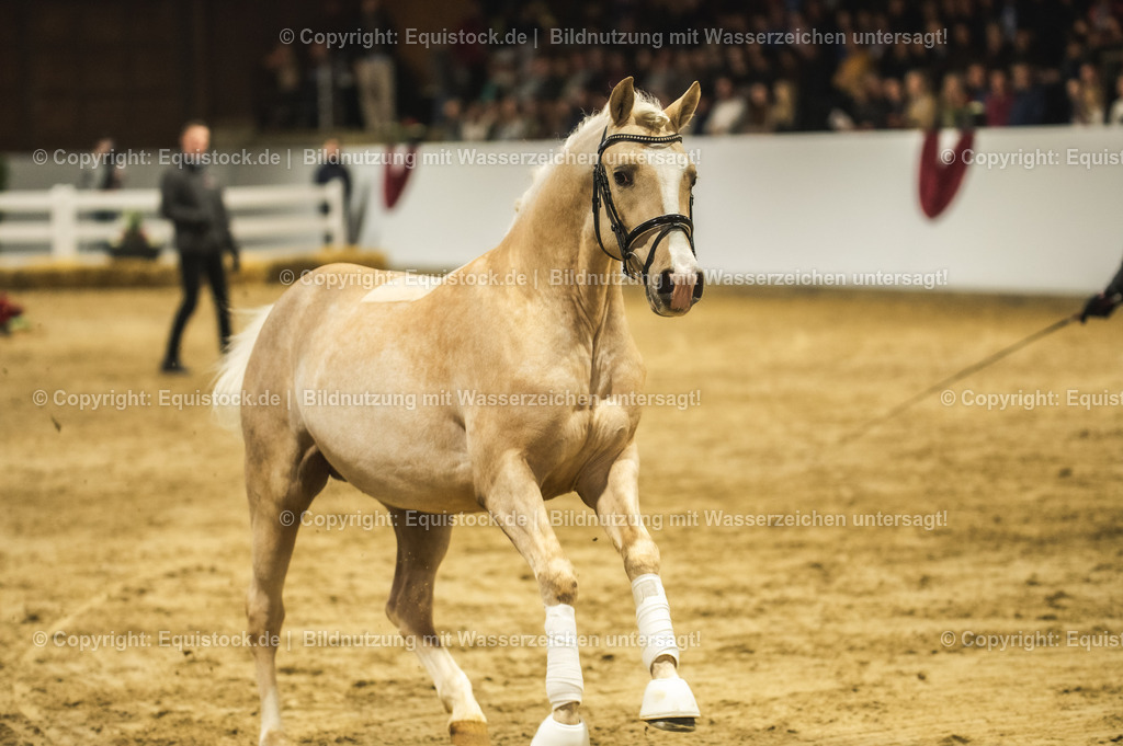 20240302_Hengstvorstellung_Marbach_TOMsPiC_0827-2 | equistock