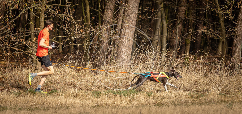 DV3A3733 | Hundefotografie, Tierfotograf, Pfotenfotografie, Fotoshooting Hund, Hunde Portrait, Hundesport, Hundeportraits, Heideshooting, Hunde, Sportfotograf, Hundefotograf, Turnierhundsport, THS,  - Realisiert mit Pictrs.com