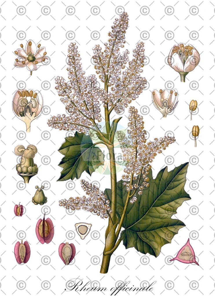 HistAbb_wfo-0000779525_1_ENZY_Simple | Historische Abbildung von Rheum officinale - Polygonaceae (Kanton-Rhabarber) | Historical Illustration of Rheum officinale - Polygonaceae