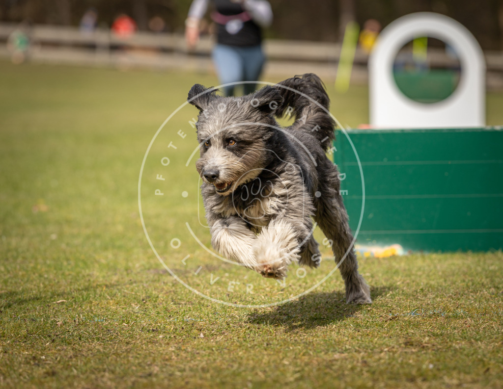 Pfotenfotografie_DV3A8464 | Hundefotografie, Tierfotograf, Pfotenfotografie, Fotoshooting Hund, Hunde Portrait, Hundesport, Hundeportraits, Heideshooting, Hunde, Sportfotograf, Hundefotograf, Turnierhundsport, THS,  - Realisiert mit Pictrs.com