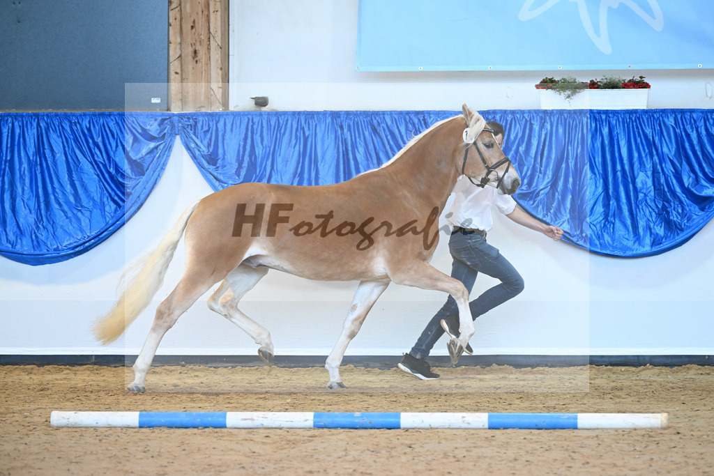 Kat-Nr. 14 Ariat v. Adonis_Dittrich_60220709 | hf-fotografie - Realisiert mit Pictrs.com
