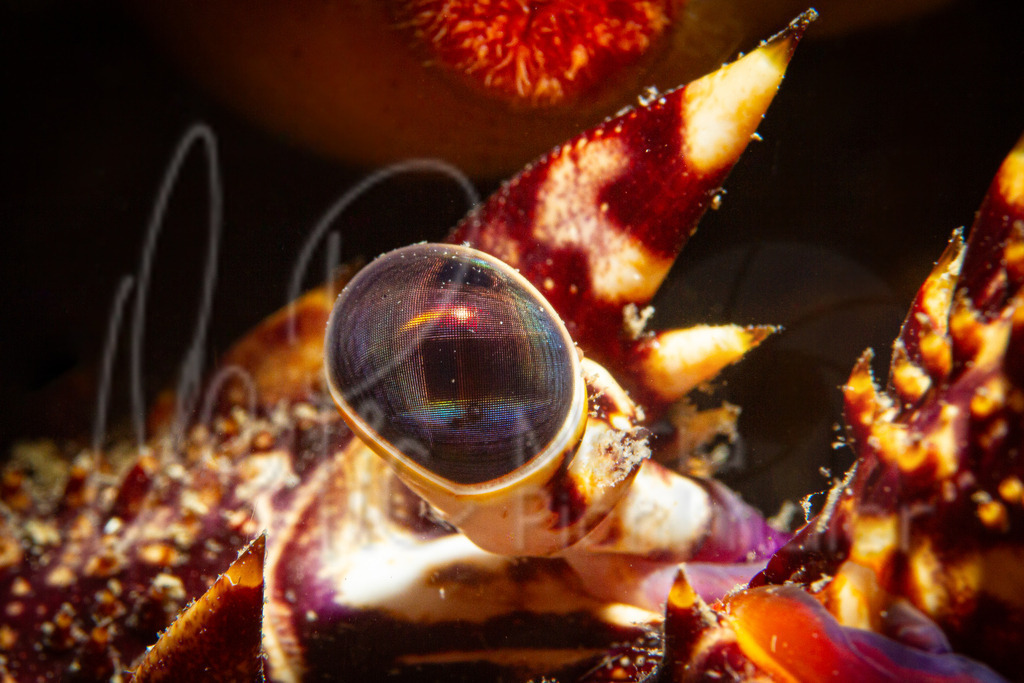 Palinurus elephas | eye of lobster / ojo de la llangosta / Auge der Languste - Realisiert mit Pictrs.com