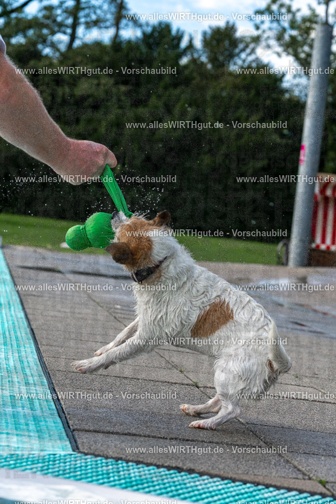 Hundeschwimmen_Volksbad_2026-allesWIRTHgut_Tierfotografie-2609061500-FAY07055 | Professionelle Tierfotografie in Mönchengladbach von Daniel Wirth (allesWIRTHgut). Liebevolle & natürliche Bilder von Hunden & Katzen für unvergessliche Erinnerungen.